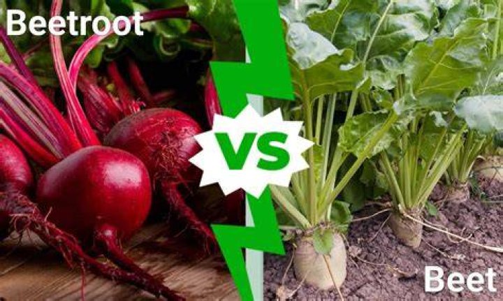 Are beets and sugar beets the same thing?