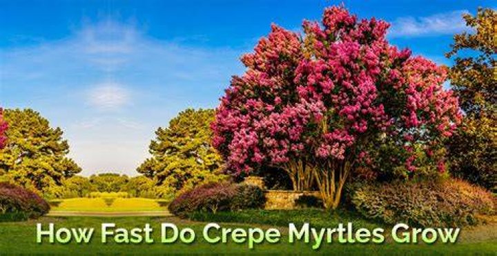 Are crepe myrtles fast growing?