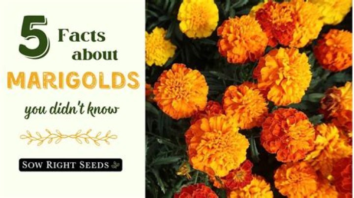 Are marigolds good luck? | ContextResponse.com
