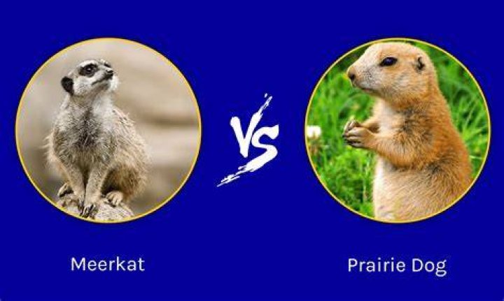 Are meerkats the same as prairie dogs?