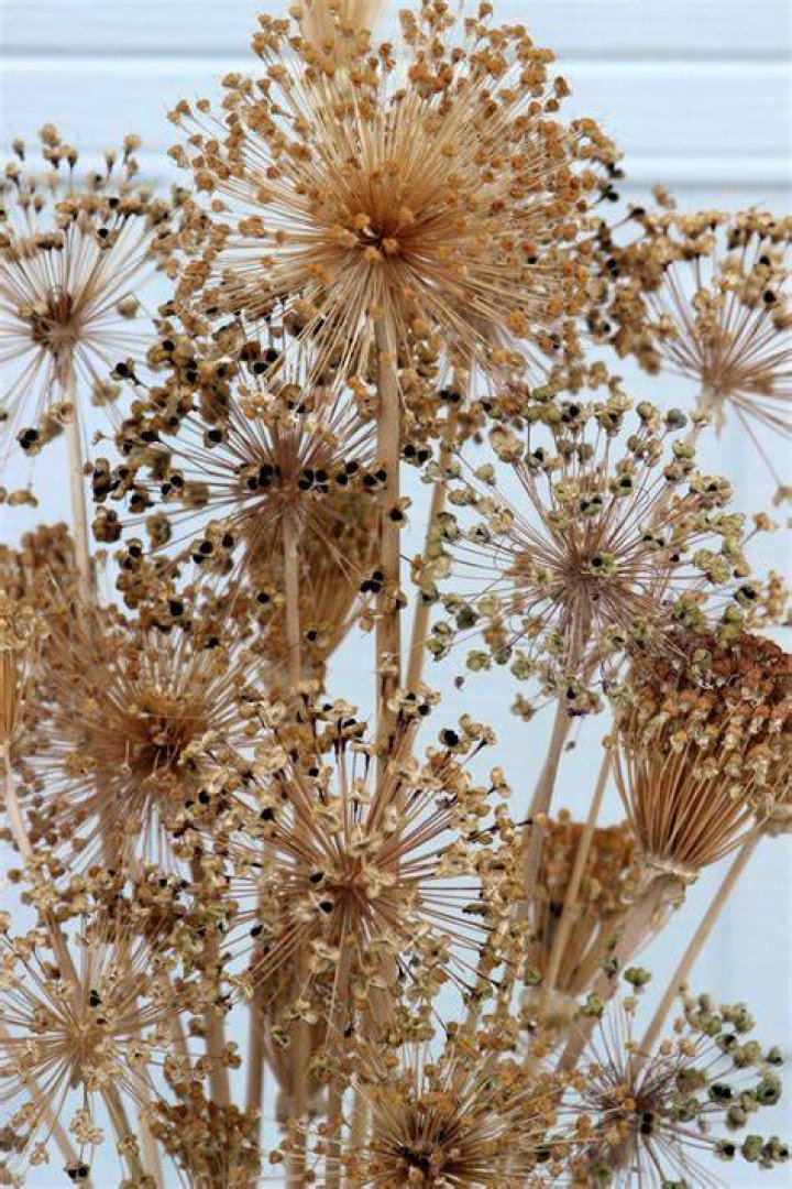 Can alliums be dried? | ContextResponse.com