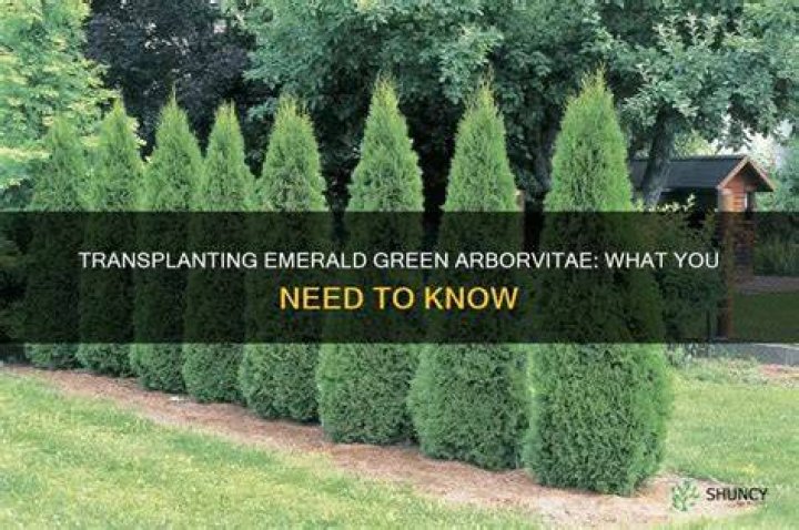Can arborvitae trees be transplanted?