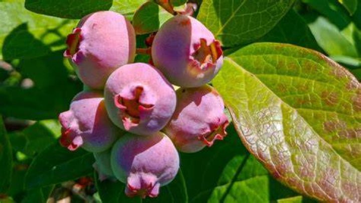 Can blueberries be pink? | ContextResponse.com