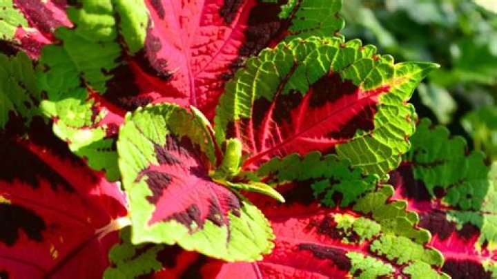 Can coleus tolerate full sun?