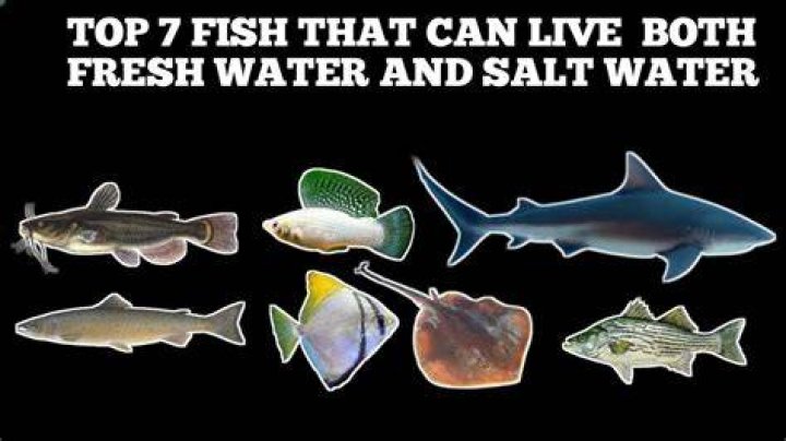 Can saltwater fish live in Salt Lake?