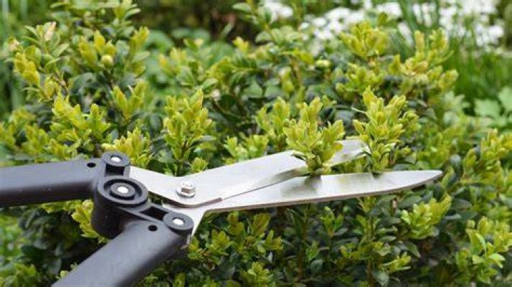 Can you trim trees in the fall?