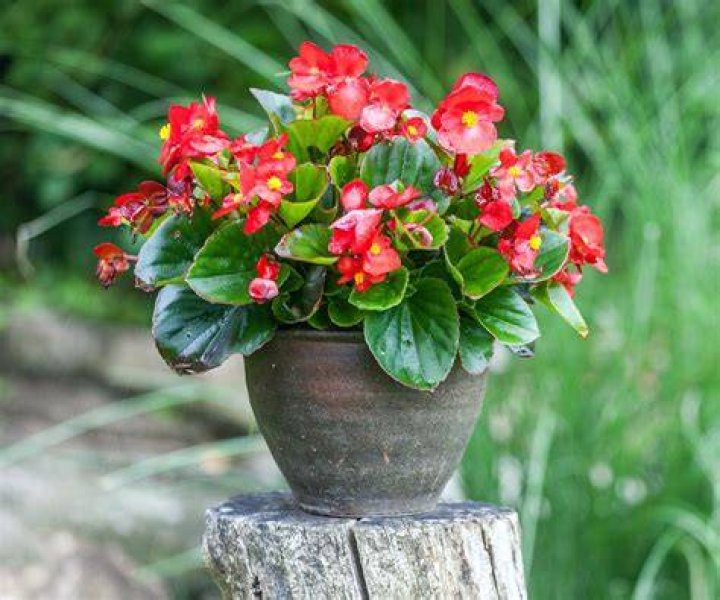 Do begonias do well in pots?