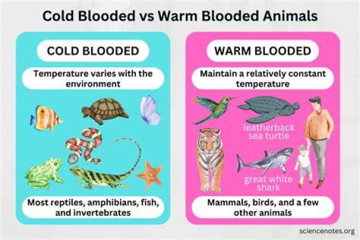 Do cold blooded animals produce heat?