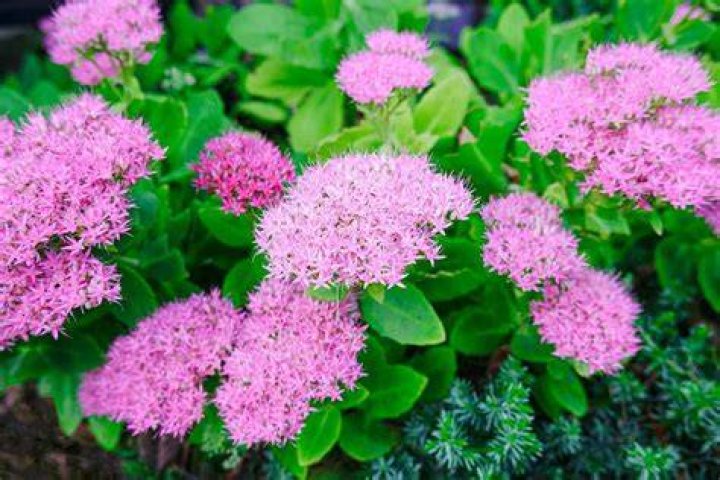 Does sedum come back every year?