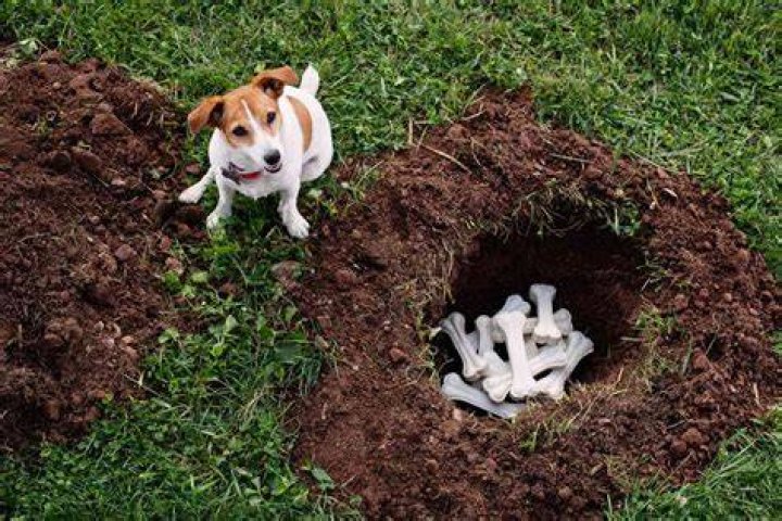 How deep do I dig to bury a dog?