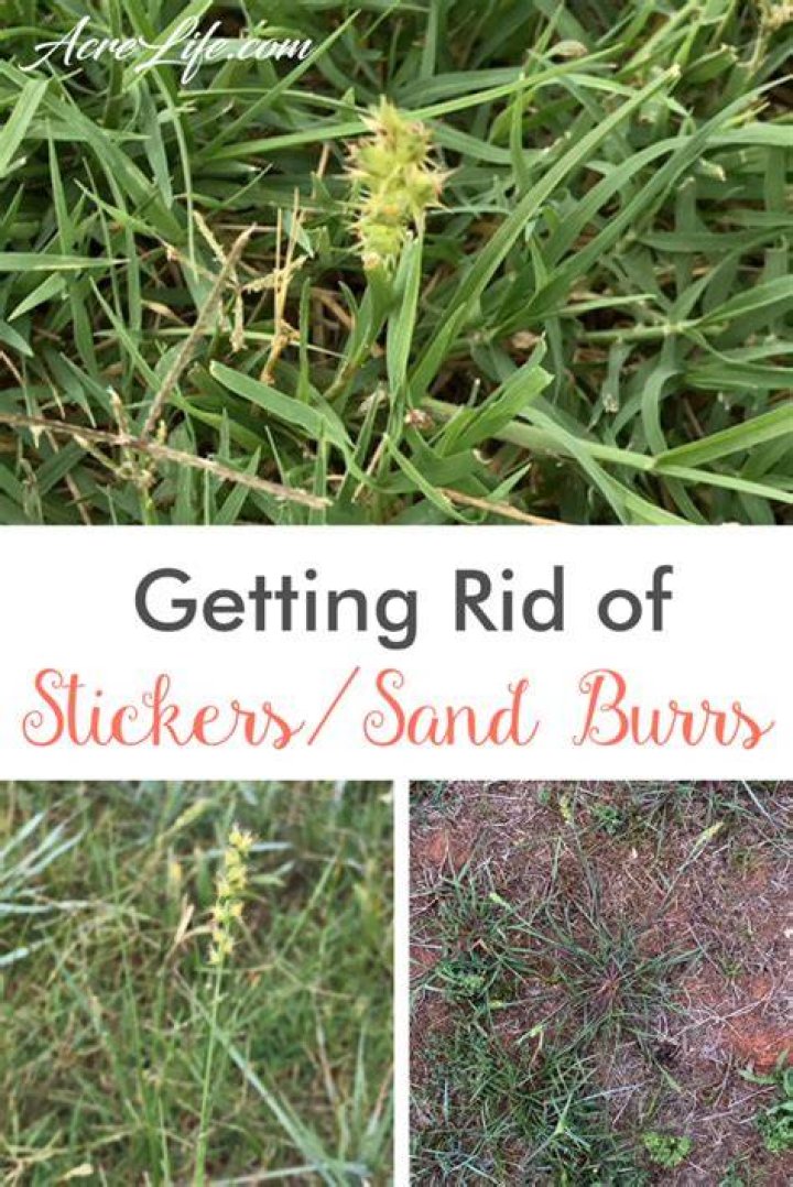 How do I get rid of sand burrs in my yard?