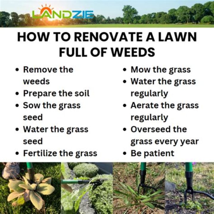 How do I improve my lawn full of weeds?