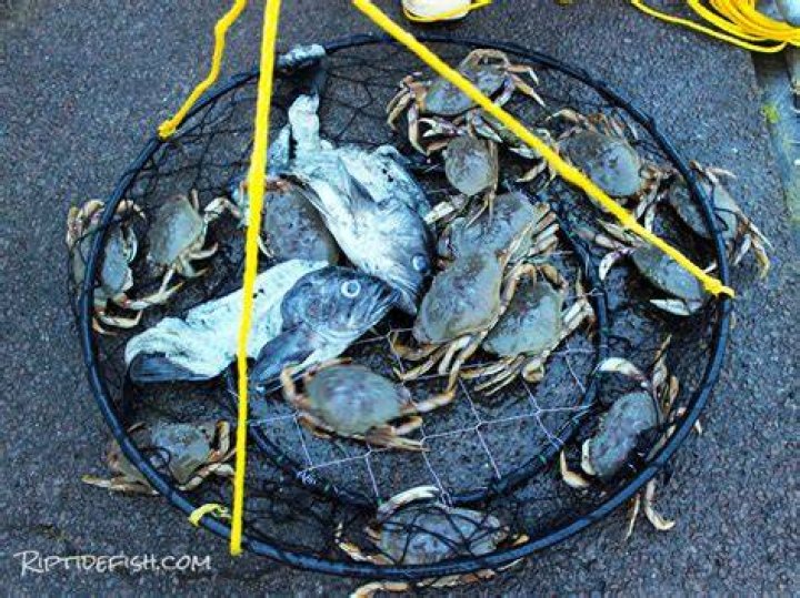 How do you bait a Dungeness crab trap?