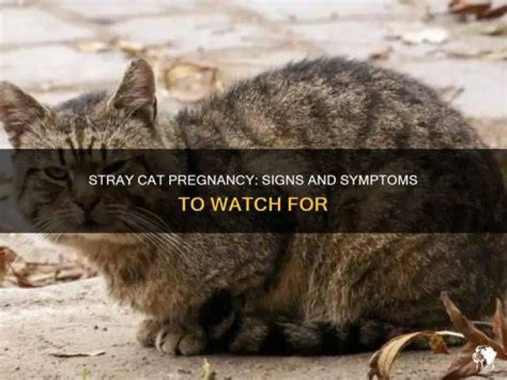 How do you catch a pregnant stray cat?
