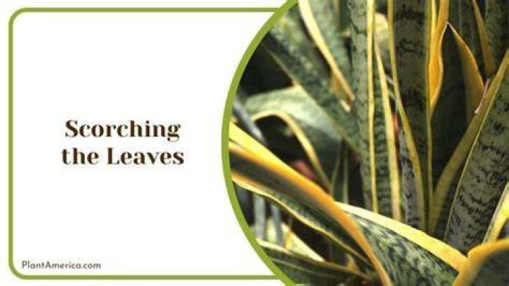 How do you stop leaves scorching?
