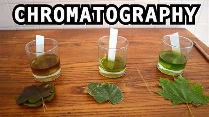 How do you test for pigments in leaves?