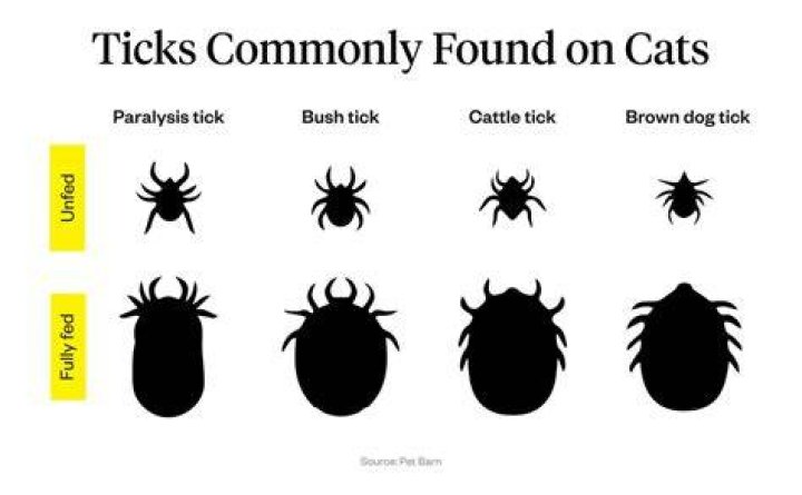 How long do ticks stay on cats?