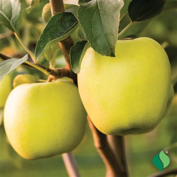 How long does it take for a Golden Delicious apple tree to produce fruit?