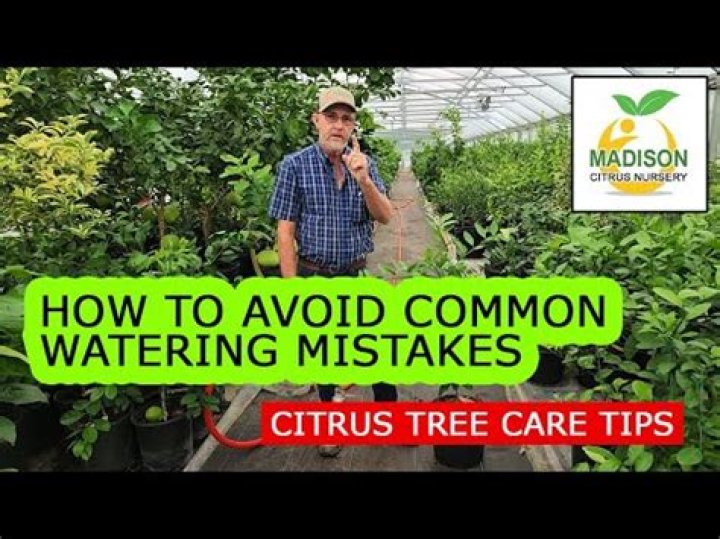 How long should citrus trees be watered?