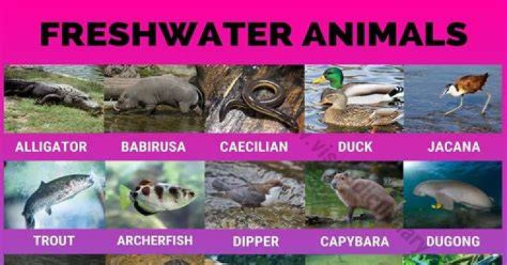 How many animals live in freshwater?