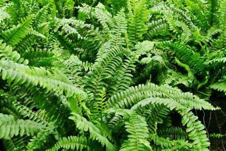 How would you describe a fern?