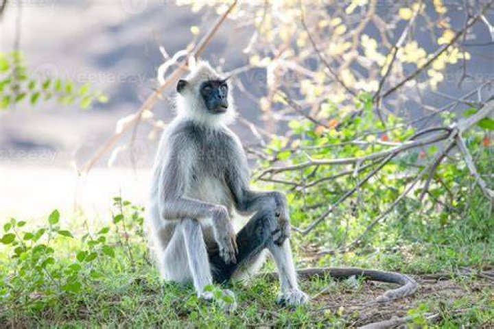 Is a langur a monkey?