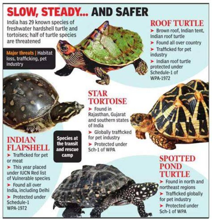 Is it legal to keep tortoise as pet in India?