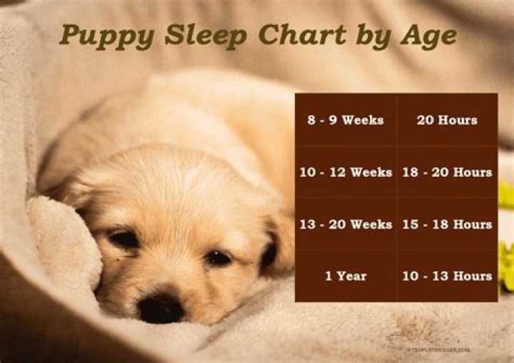 Is it normal for my new puppy to sleep a lot?