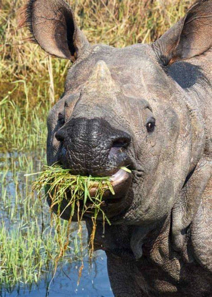 Is rhino meat good eating?