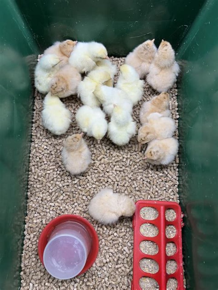 Should I feed my chicks medicated feed?