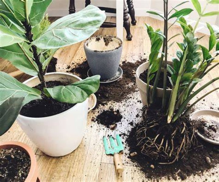 What's the best way to repot houseplants?