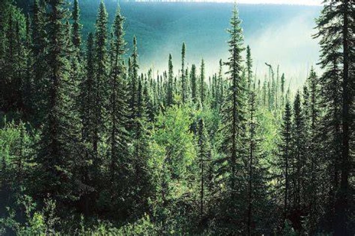 What are the characteristics of the boreal forest?