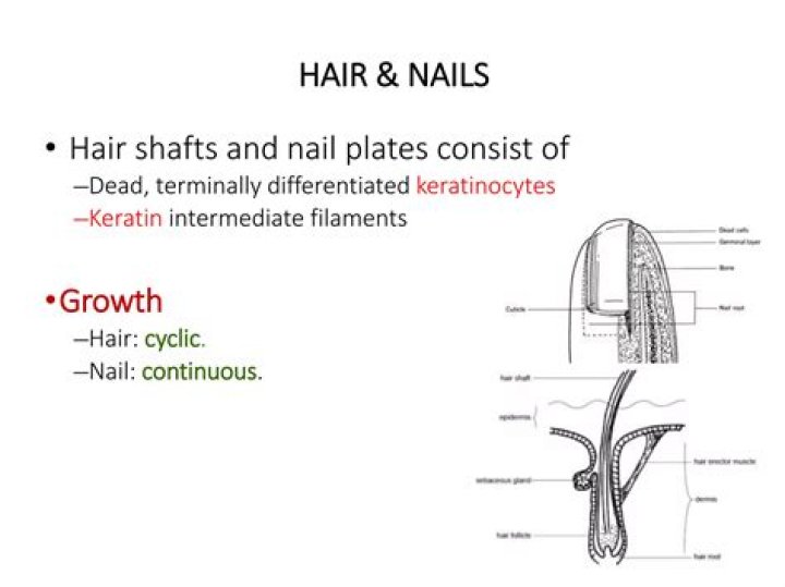 What are the functions of hair and nails?