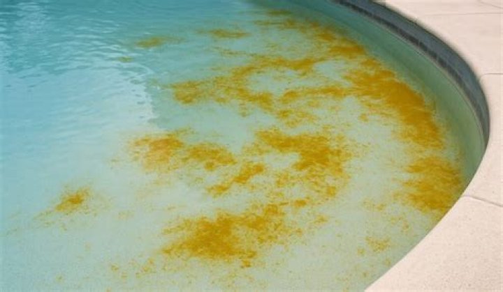 What causes pink algae in swimming pool?