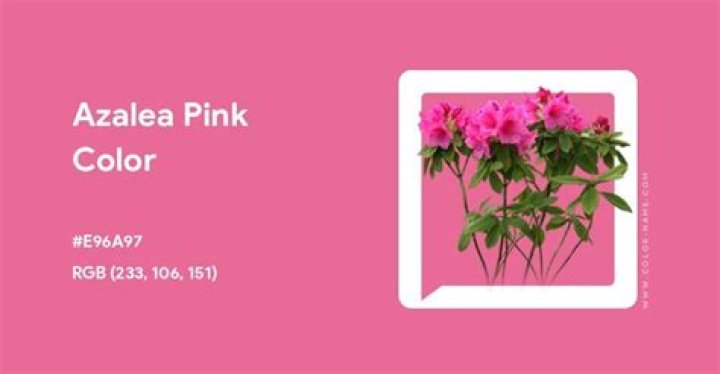 What color is azalea pink?