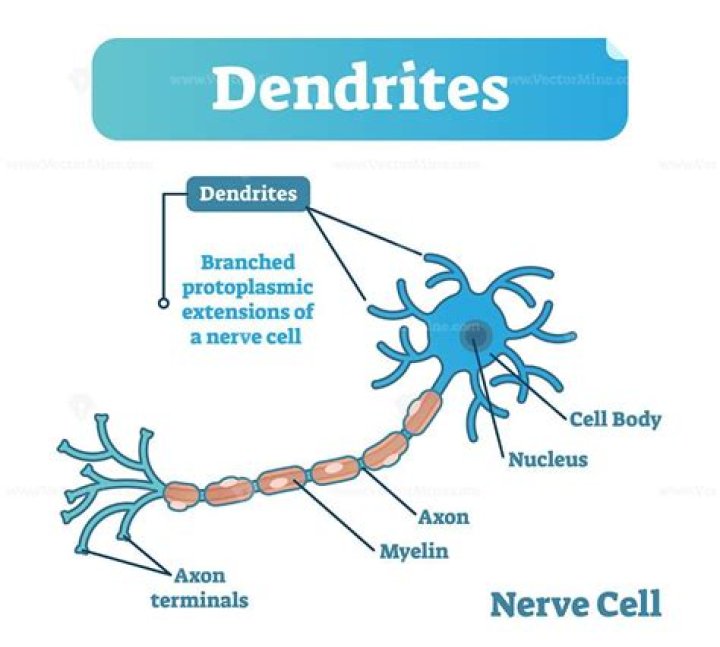 What do dendrites do?