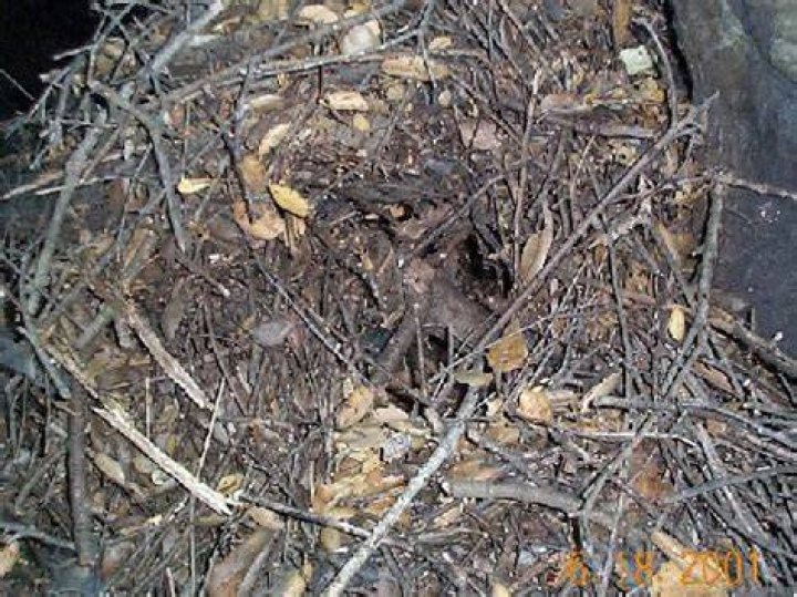 What does a wood rat nest look like?