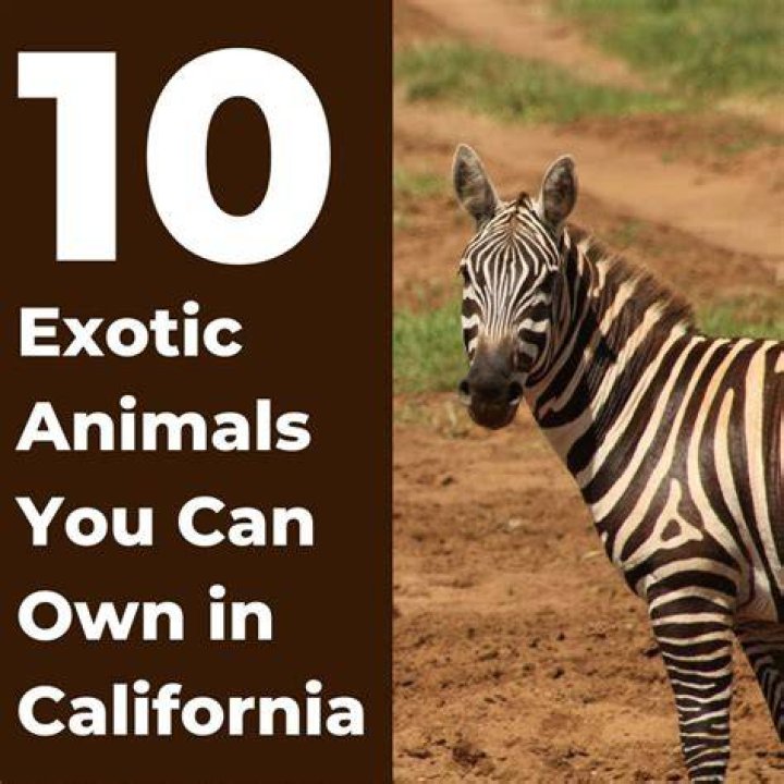 What exotic animals are legal in California?