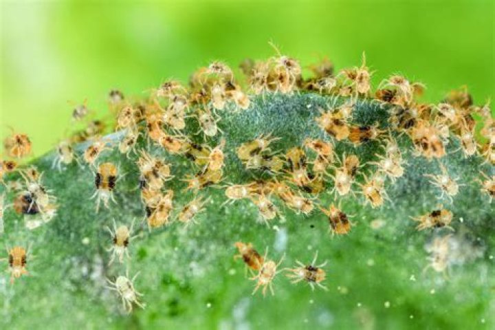 What insect kills spider mites?