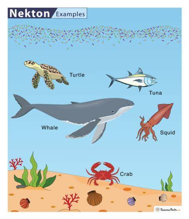 What is an example of Nekton?