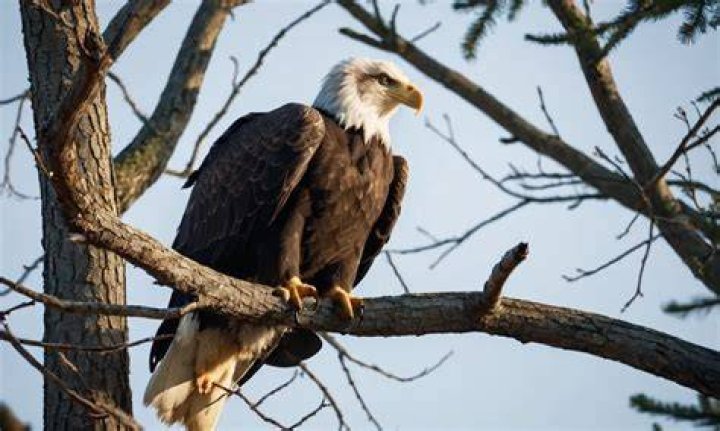 What is the most badass bird?