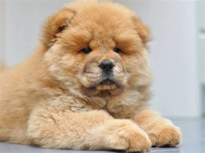 What is the price of chow chow dog?