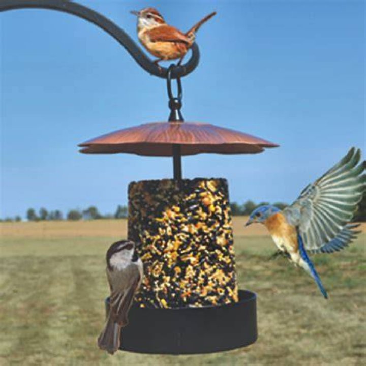 What is the purpose of a bird feeder?