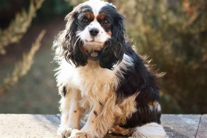 What is the smallest spaniel?
