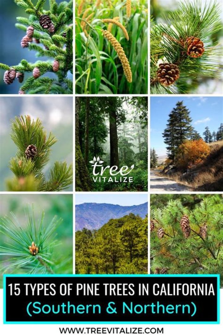 What kind of pine trees grow in Northern California?