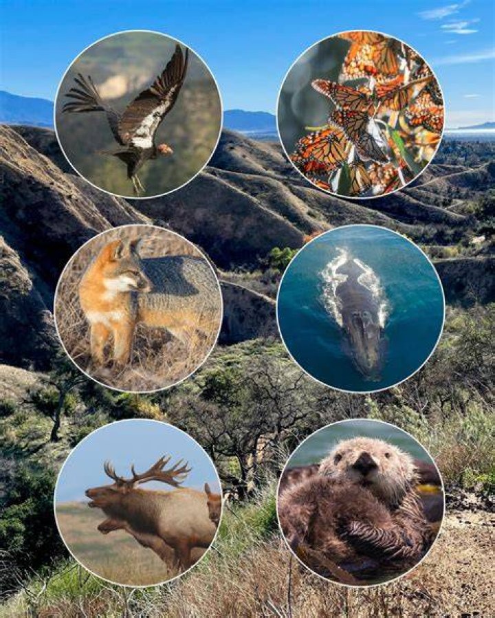 What kind of wildlife is in California?