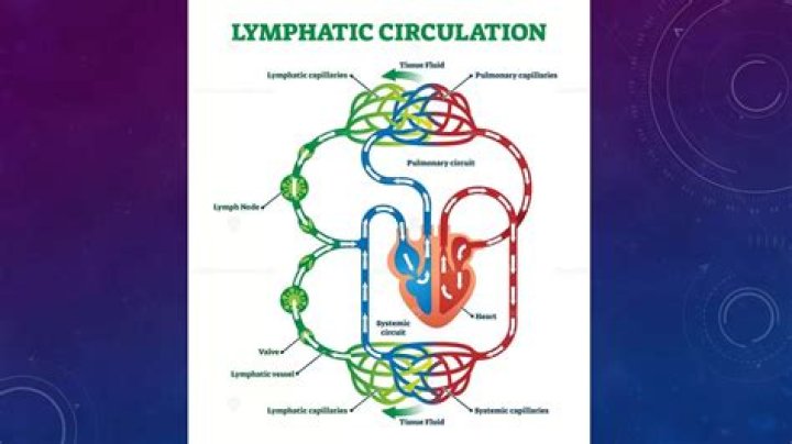 What moves the lymphatic system?
