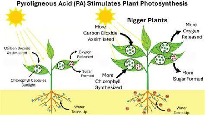 What stimulates plant growth? | ContextResponse.com