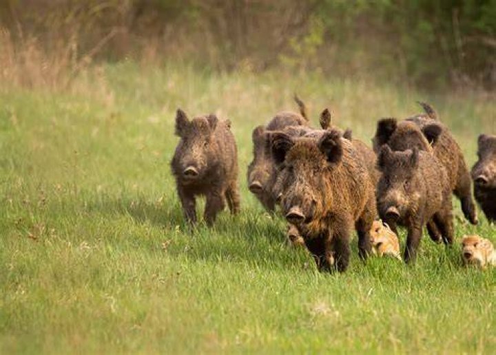 Where are wild pigs from?