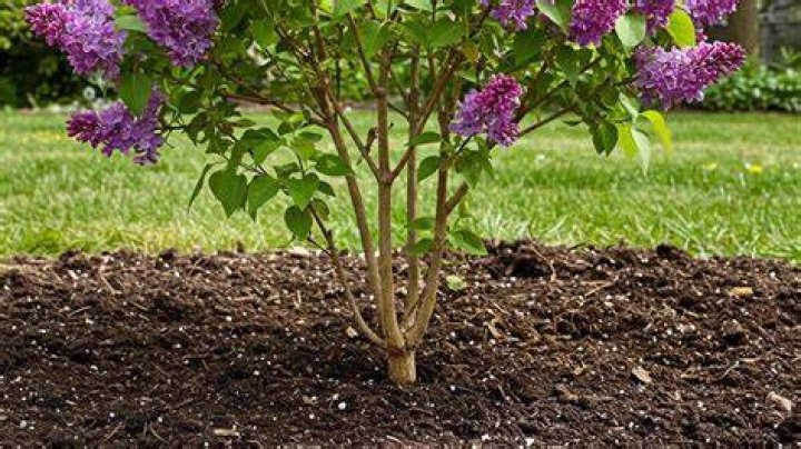 Where is the best place to plant lilacs?